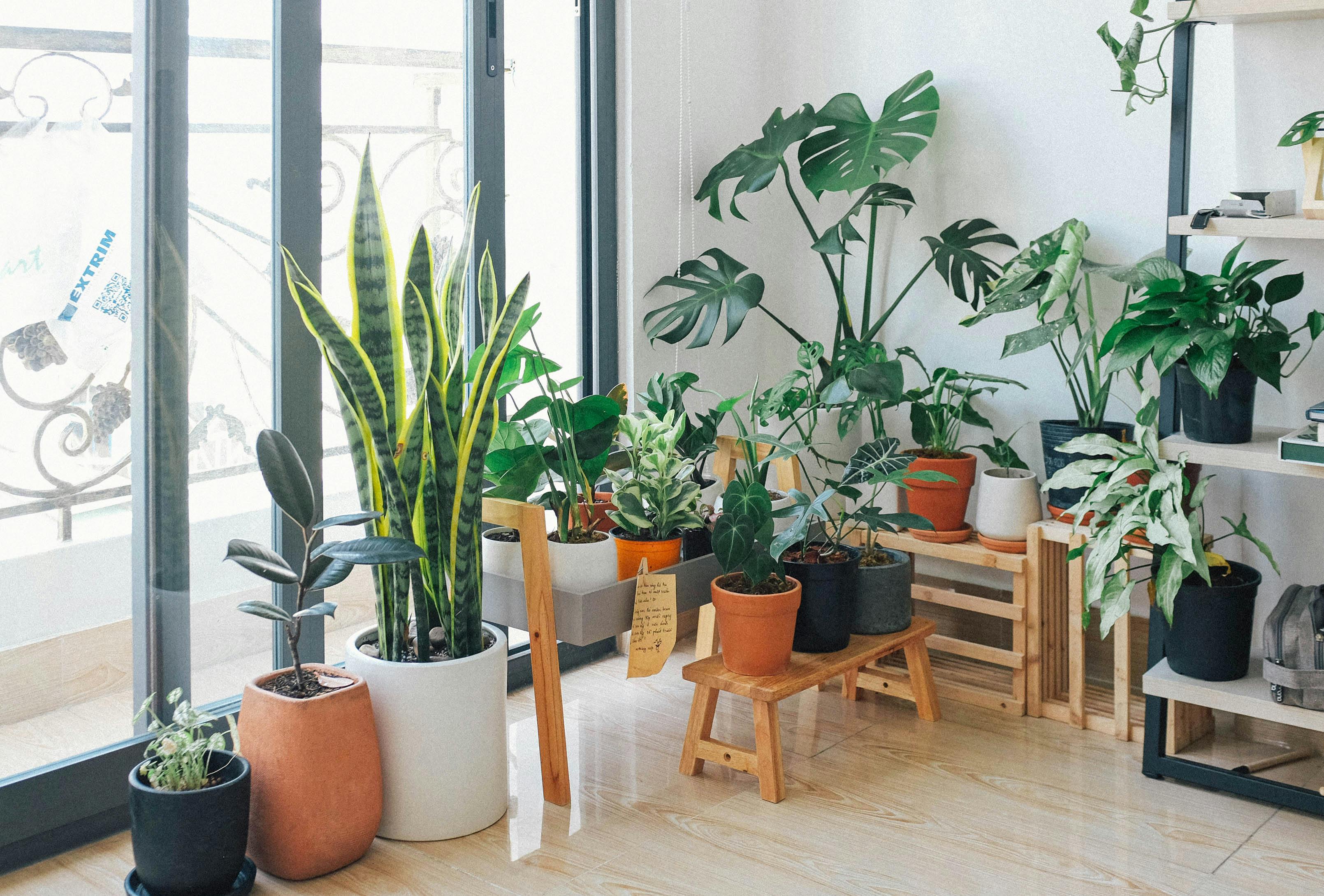Indoor plants setup